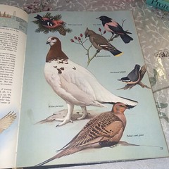 THE WORLD OF BIRDS, J. Fisher, Roger Tory Peterson, 1st Ed, 1964, HCDJ