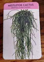 Positive Plants Learning Cards to Improve Your Well Being, Sleep and Relaxation