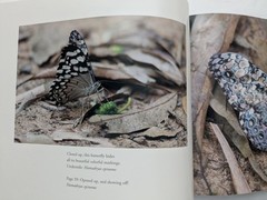 Butterflies of Iguazu Falls, Argentina 2010 SIGNED William J. Cooper Ltd 1st Ed