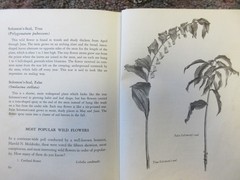 The First Book of Wild Flowers (1961) by Betty Cavanna Pictures Page Cary HC