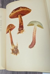 Icones Farlowianae – 1929 Farlow Fungi Mushrooms 103 Color Plates – Large Folio