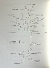 David Byrne Arboretum McSweeney’s 2006 Conceptual Art Book Illustrated