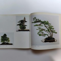 Kazuki Exhibition Bonsai Catalog 1980 84 Pots Japan Vintage 9.5×9.9in