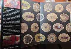PETRIFIED WOOD The World of Fossilized Wood,Cones,Ferns,and Cycads#B-19