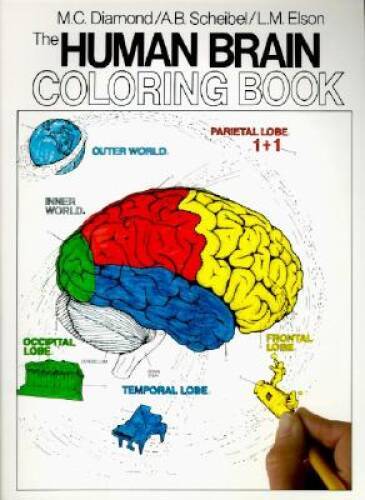 The Human Brain Coloring Book (Coloring Concepts Series) – Paperback – GOOD