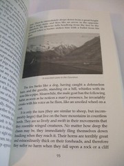 On the Mountains of the Caucasus by Schemamonk Hilarion. (Jesus Prayer) SALE