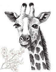 Save the Giraffes Coloring Book for Adults Teen 108 Pages 8.5 x 11 for All Ages