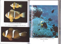 THE ANEMONEFISHES: THEIR CLASSIFICATION AND BIOLOGY By Gerald R. Allen , 1972