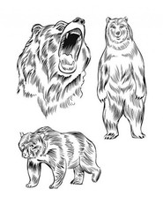 Save the Bears Coloring Book for Adults Teens 108 Pages 8.5 x 11 for All Ages