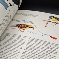THE WORLD OF BIRDS By Roger Tory Peterson & James Fisher – Hardcover *Excellent*