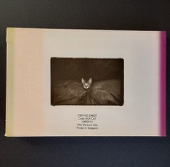 Why We Love Cats by Kim Levin (2001, Hardcover)