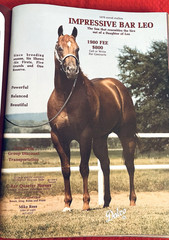 1979 Quarter Horse Journal, Book, STALLION EDITION! – KIDNAP BAR – ZAN PARR BAR
