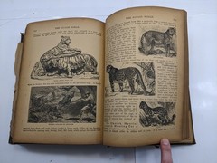 The Savage World A Complete Natural History J.W. Buel (1891, HC) 1st Eds Book