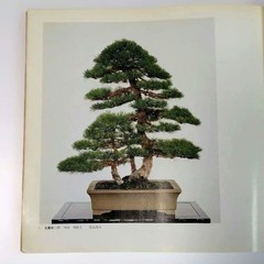Kazuki Exhibition Bonsai Catalog 1980 84 Pots Japan Vintage 9.5×9.9in