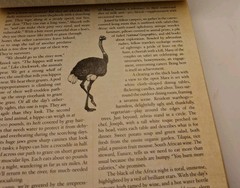 Safari: A Photicular Book