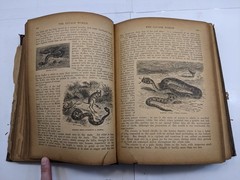 The Savage World A Complete Natural History J.W. Buel (1891, HC) 1st Eds Book