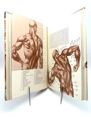 Dynamic Anatomy by Burne Hogarth Vintage 1958 Watson-Guptill Art Reference Book