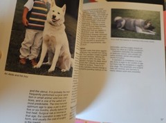 Akitas A Complete Pet Owners Manual Paperback 1997 By Dan Rice Photos & Illus.