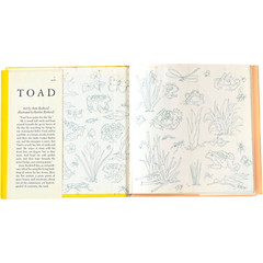 Toad by Anne Rockwell illustrated by Harlow Rockwell – Hardcover Book 1972
