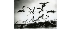 Moriyama Zoo No. 1 Brand New Sealed Limited Edition Box Set