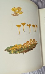 Icones Farlowianae – 1929 Farlow Fungi Mushrooms 103 Color Plates – Large Folio