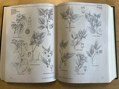 Illustrated Companion to Gleason & Cronquists Manual Vascular Plants US Canada
