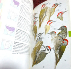 Birds of Southern Africa, Princeton Field guides, 448 pages 4000 color pics, NEW
