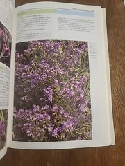 Eyewitness Garden Handbooks Perennials by David Joyce and Deni Bown 1997