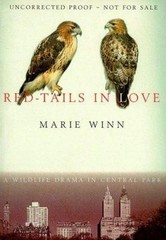 Red Tails In Love a Wildlife Drama In Ce by Marie Winn