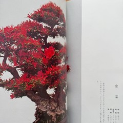 Satsuki Bonsai Photo Book Japan Satsuki Culture Promotion Hardcover 312pg Used