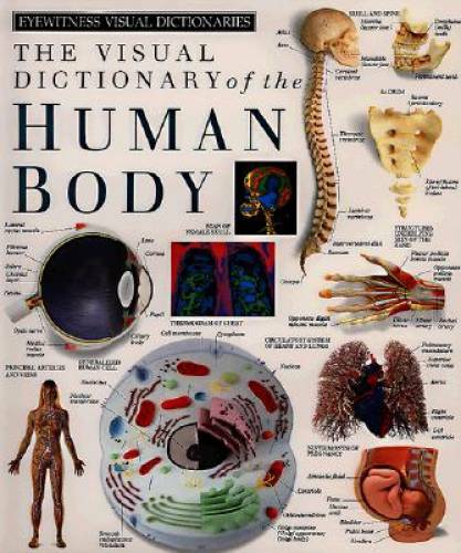 Eyewitness Visual Dictionaries: The Visual Dictionary of the Human Body ( – GOOD