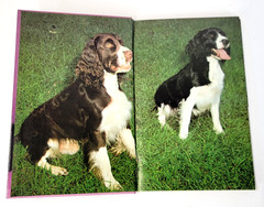 Vintage English Springer Spaniels Diane McCarty T.F.H. Purple HC Dog Care 1983