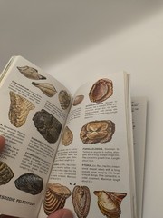Fossils A Guide To Prehistoric Life A Golden Nature Guide Vintage 1962 Dinosaurs