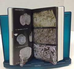 NATIONAL AUDUBON SOCIETY FIELD GUIDES – TREES, BIRDS, FOSSILS & WEATHER PBs