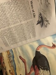 Album of Birds by Tom McGowen, Rod Ruth – Drawings & Color Illustration￼￼￼￼s