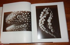AQUATICS-Abstract Aquatic Life Photographs-Henry Horenstein-BRAND NEW 1st HC dj!