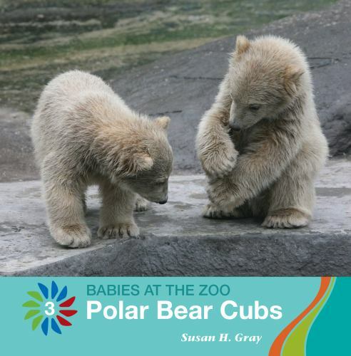 Polar Bear Cubs by Susan H. Gray (2020, Trade Paperback)