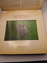 Safari: A Photicular Book