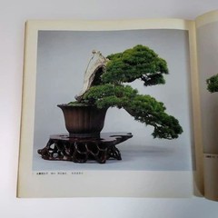 Kazuki Exhibition Bonsai Catalog 1980 84 Pots Japan Vintage 9.5×9.9in
