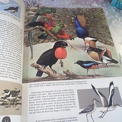 THE WORLD OF BIRDS, J. Fisher, Roger Tory Peterson, 1st Ed, 1964, HCDJ