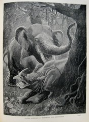 1898 Victorian Exploration Sea Travel Arctic Africa Tropics Safari Wild Animals