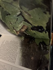300 Frogs : A Visual Reference to Frogs and Toads from Around the World