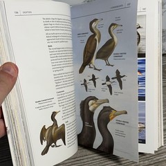 A Field Guide to Long Island Sound by Patrick J. Lynch Paperback Yale Uni. Press