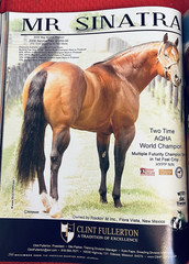 SALE ENDS 6/15! 2008 Quarter Horse Journal STALLION EDITION Book, PEPTOBOONSMAL