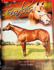 SALE ENDS 6/15! 2008 Quarter Horse Journal STALLION EDITION Book, PEPTOBOONSMAL