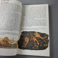 Prehistoric Animals Barry Cox 1970 Paperback Illustrated Bantam Books