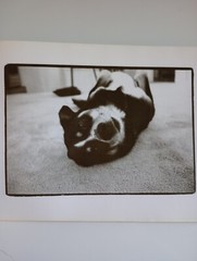 Why We Love Dogs by Kim Levin (1998, Hardcover)