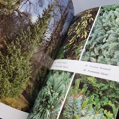 Garden Conifers in Colour Proudley Vintage 1984 HCDJ Blandford Color Series UK