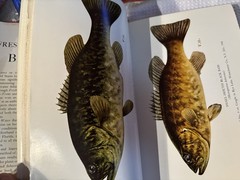 Freshwater bass fishing book Ray Bergman 1954, Illustrated. VG DJ. Stunning art.