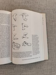 The Carnivorous Dinosaurs HC Kenneth Carpenter 2005 Indiana Univ Press Paleo